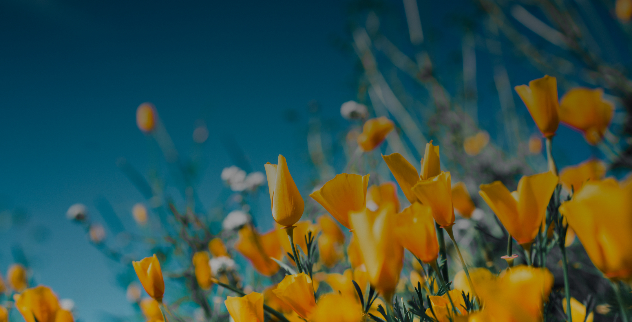 yellow flowers growing with a blue sky in the background